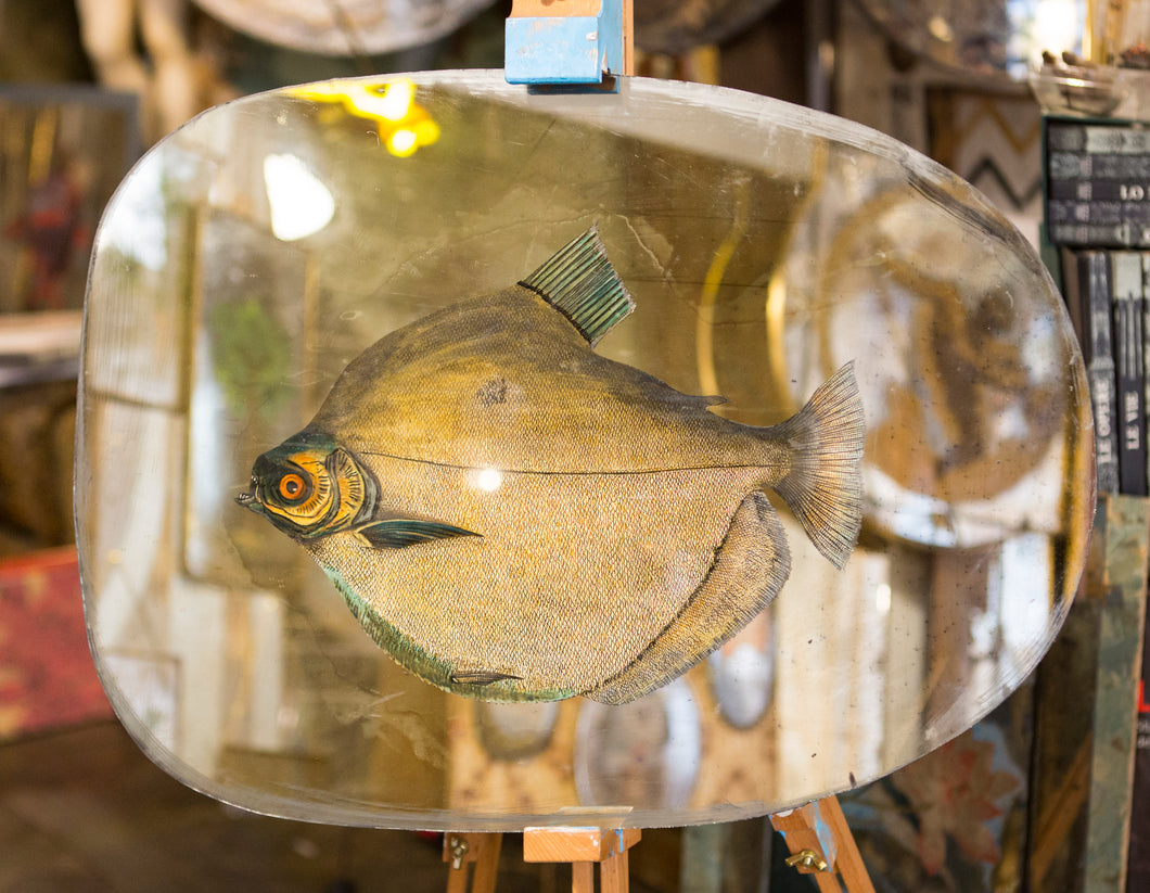 Specchio Bright Swimming Free fish