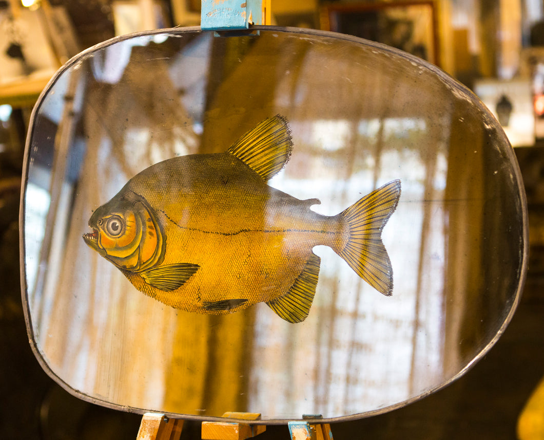 Specchio Swimming free fish